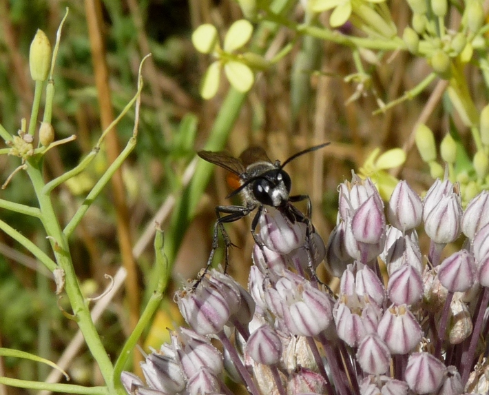 Sphex funerarius? (o flavipennis)